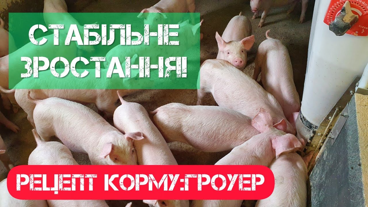 Рецепт комбикорма для поросят. Гровер для поросят. Гроуэр. Второй шаг.