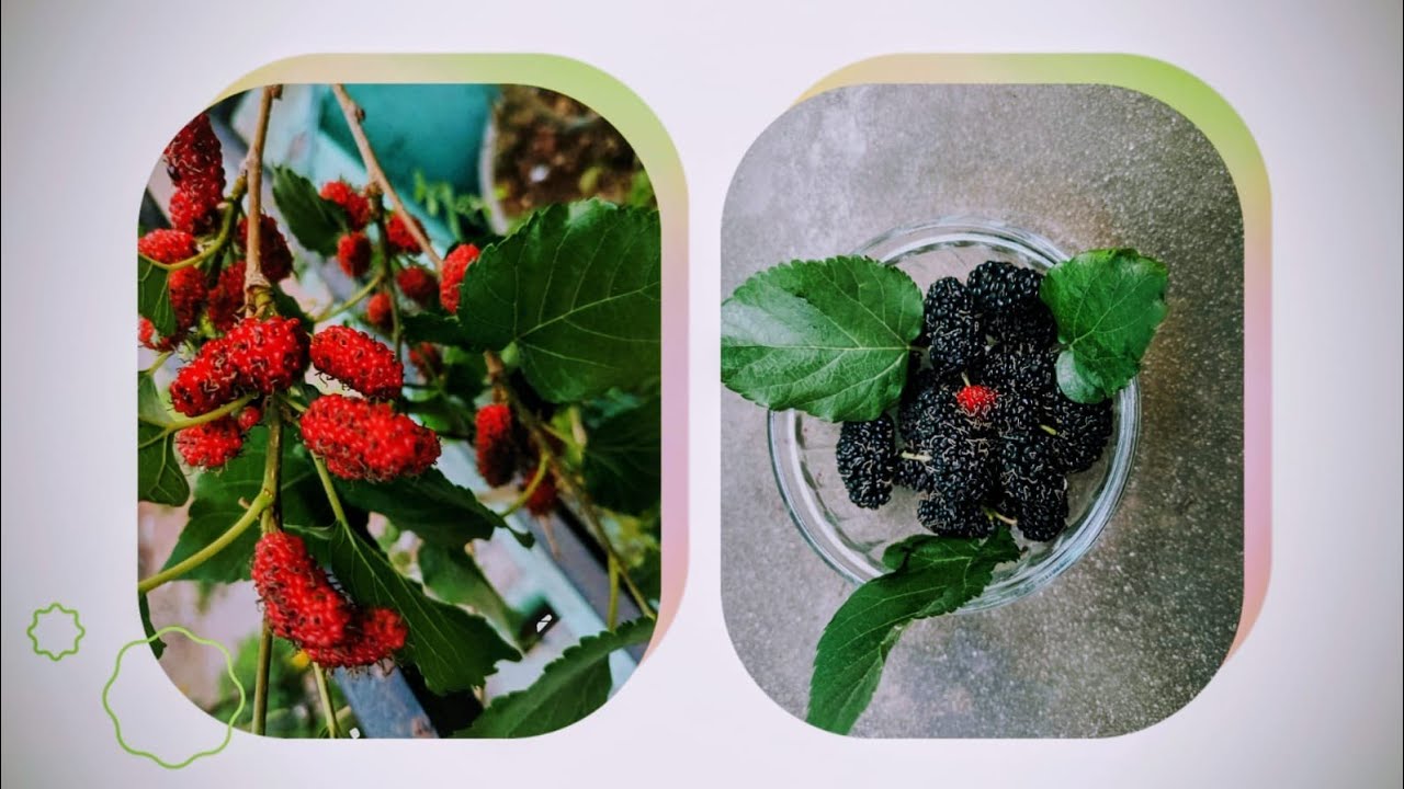 Mulbery plant and care