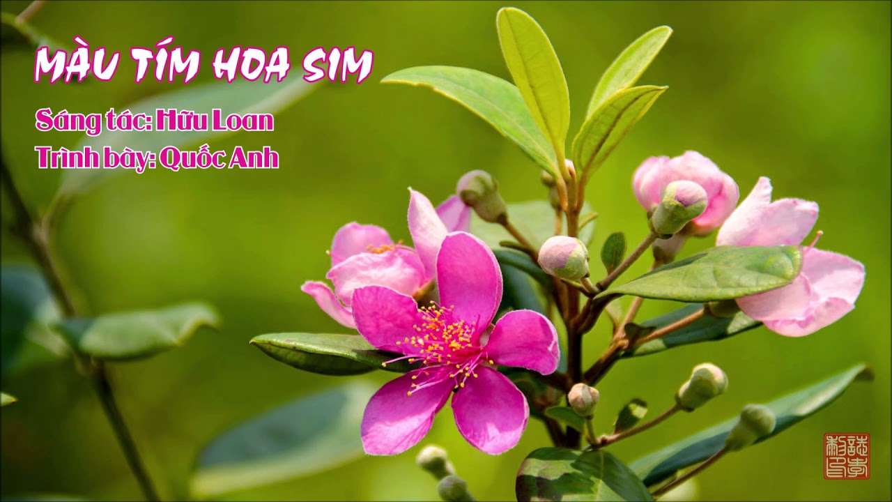 Bài thơ: Màu tím hoa sim - Hữu Loan - Quốc Anh