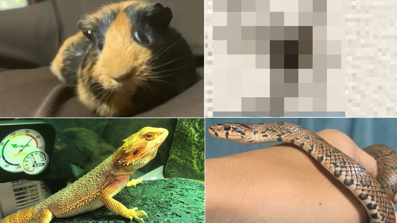視聴者のペットがヤバすぎるｗｗｗ