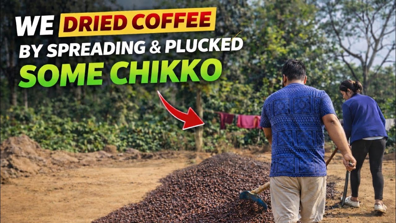 From Coffee Drying to Chikoo Plucking 🍈🍈 | A Day in Our Estate. #farming 