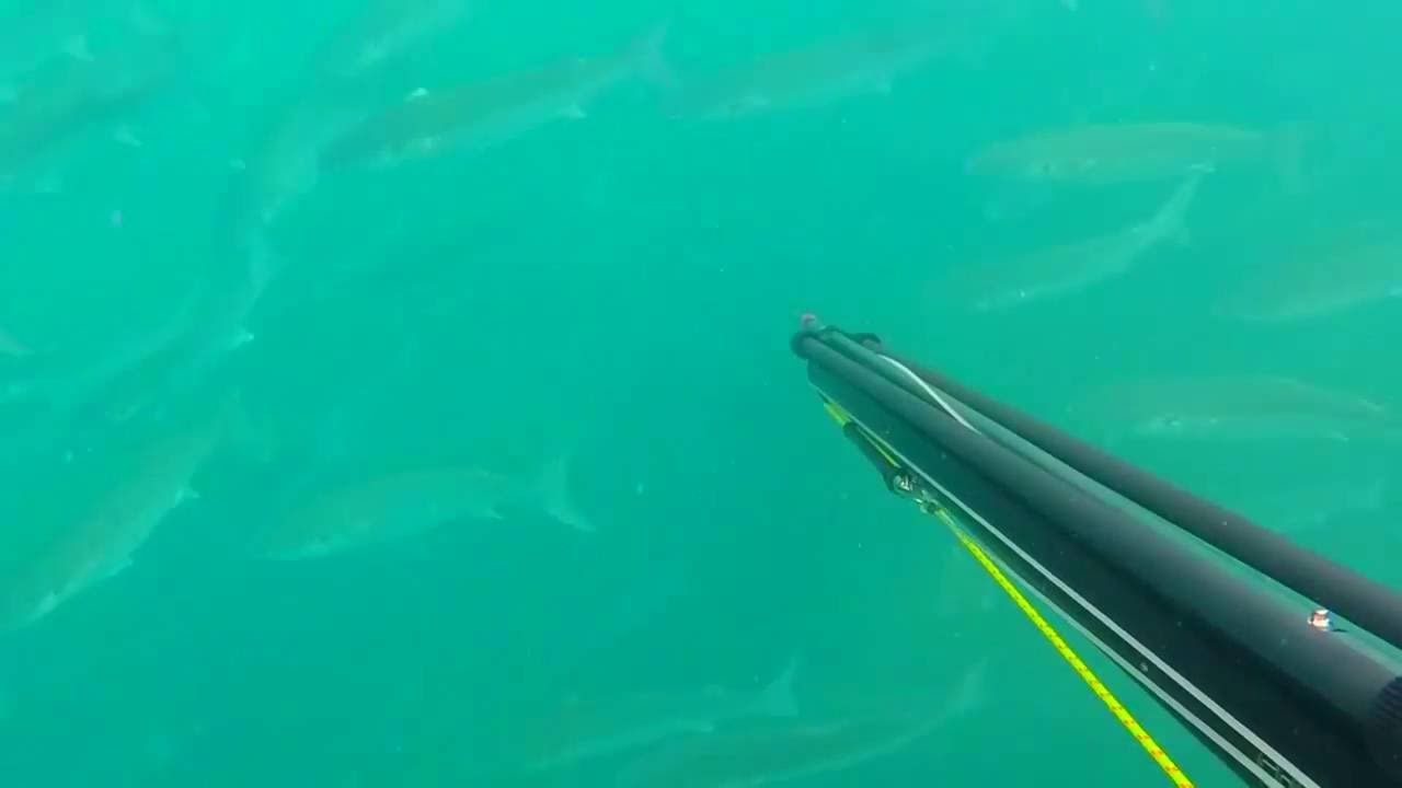 Impresionante banco de Llisas (Mugil cephalus)