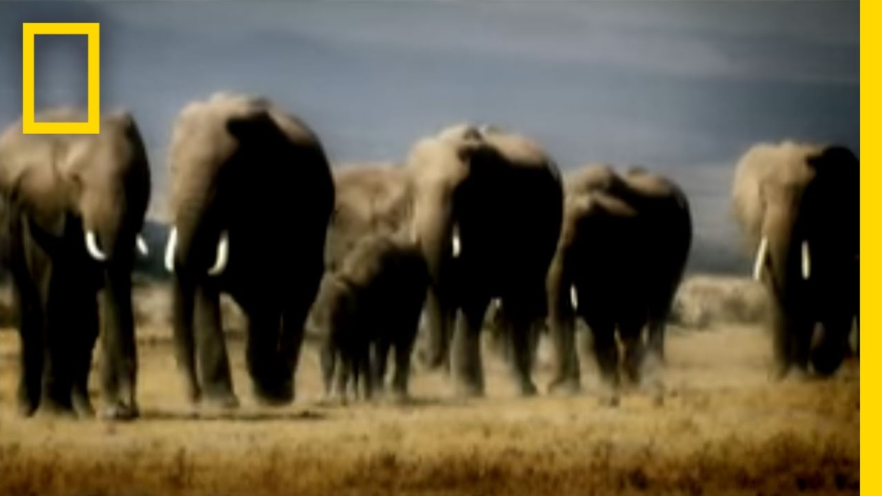 Revenge of the Elephants | National Geographic