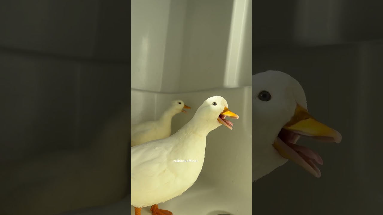 Biscuit and tape quacking.  This is what hen call ducks sound like. #duck #funnyanimals #quacking