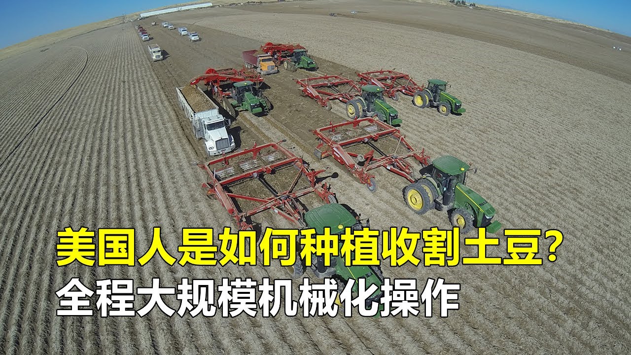 美国是如何种植收割土豆的？全程大规模机械化操作，令人大开眼界