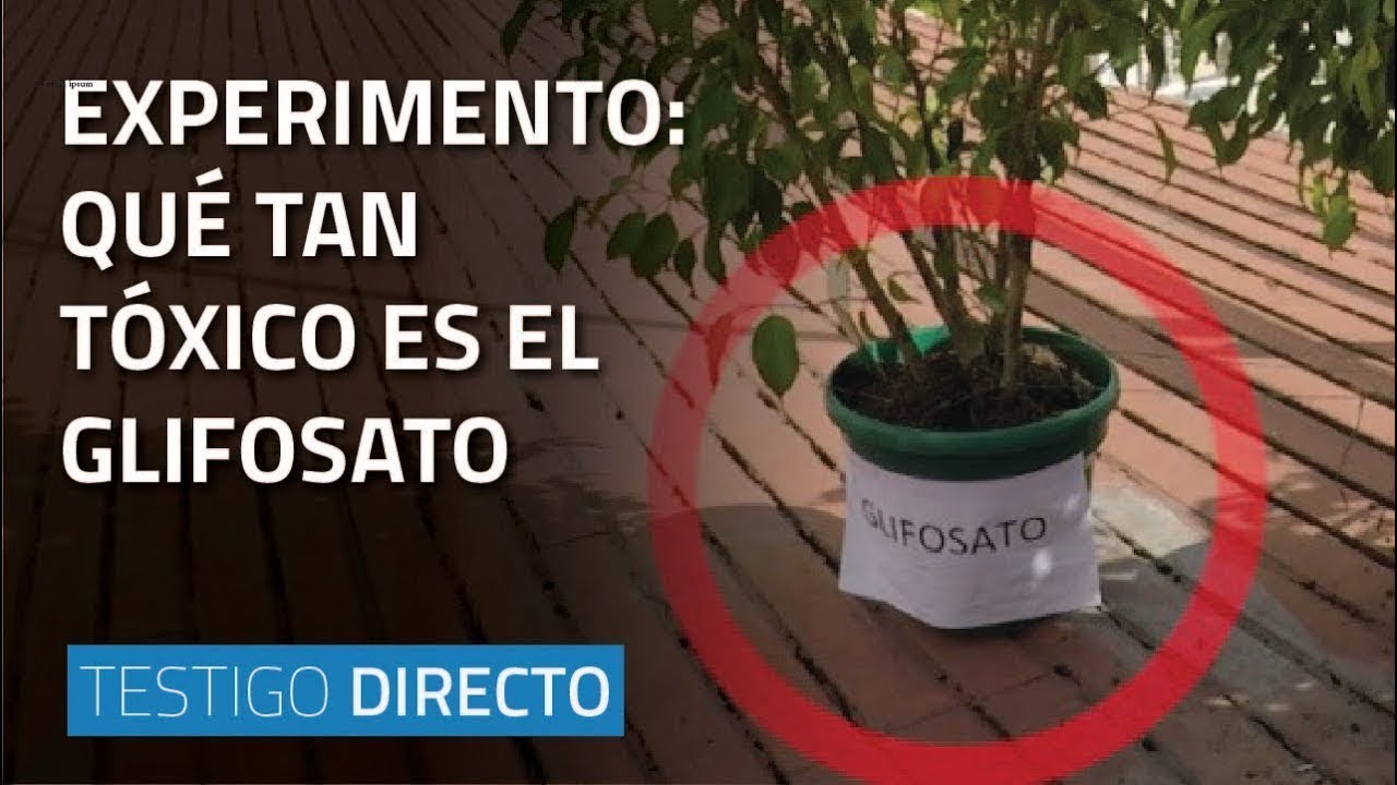 Experimento: &iquest;Qu&eacute; tan t&oacute;xico es el glifosato? - Testigo Directo HD