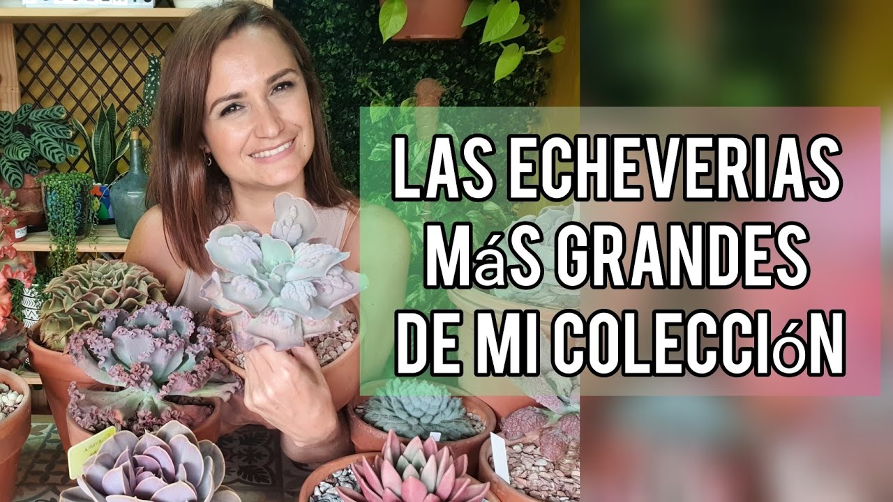 Te muestro las Echeverias más grandes de mi colección / ¿Cómo las cuido? / Jardín Suculento