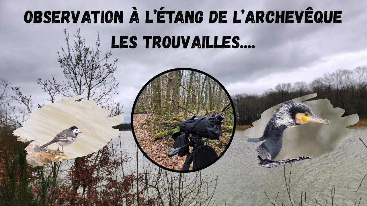 5min de mon observation en étang ! Films d'oiseaux (+chevreuil)