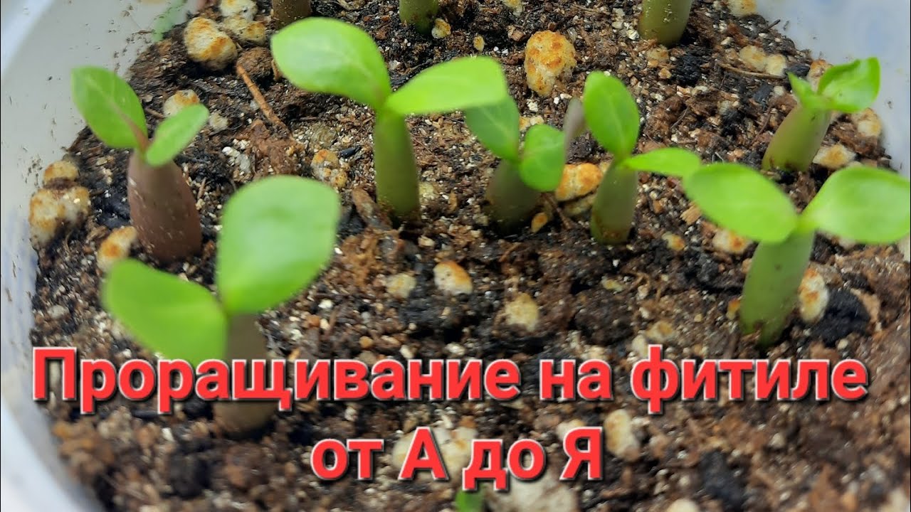 Проращивание семян адениумов на фитильном поливе.Для начинающих😊. Подробное руководство👩‍🎓.17.11.23