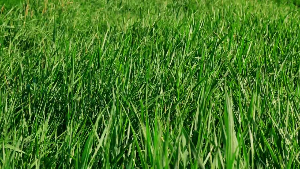 Grass, Green Grass, Green Natural Background, Lawn, Nature, Background video, VJ Loop, Video Footage