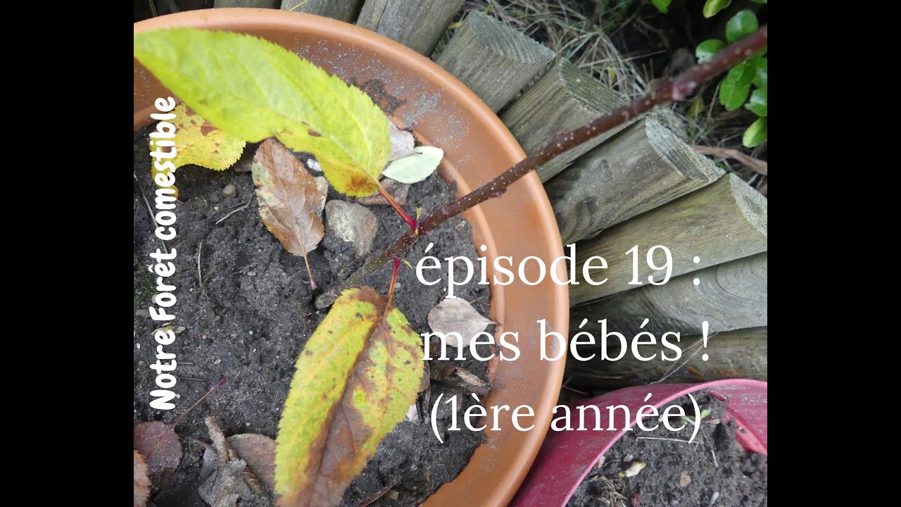 Notre Forêt comestible // épisode 19 : mes bébés ! (1ère année)