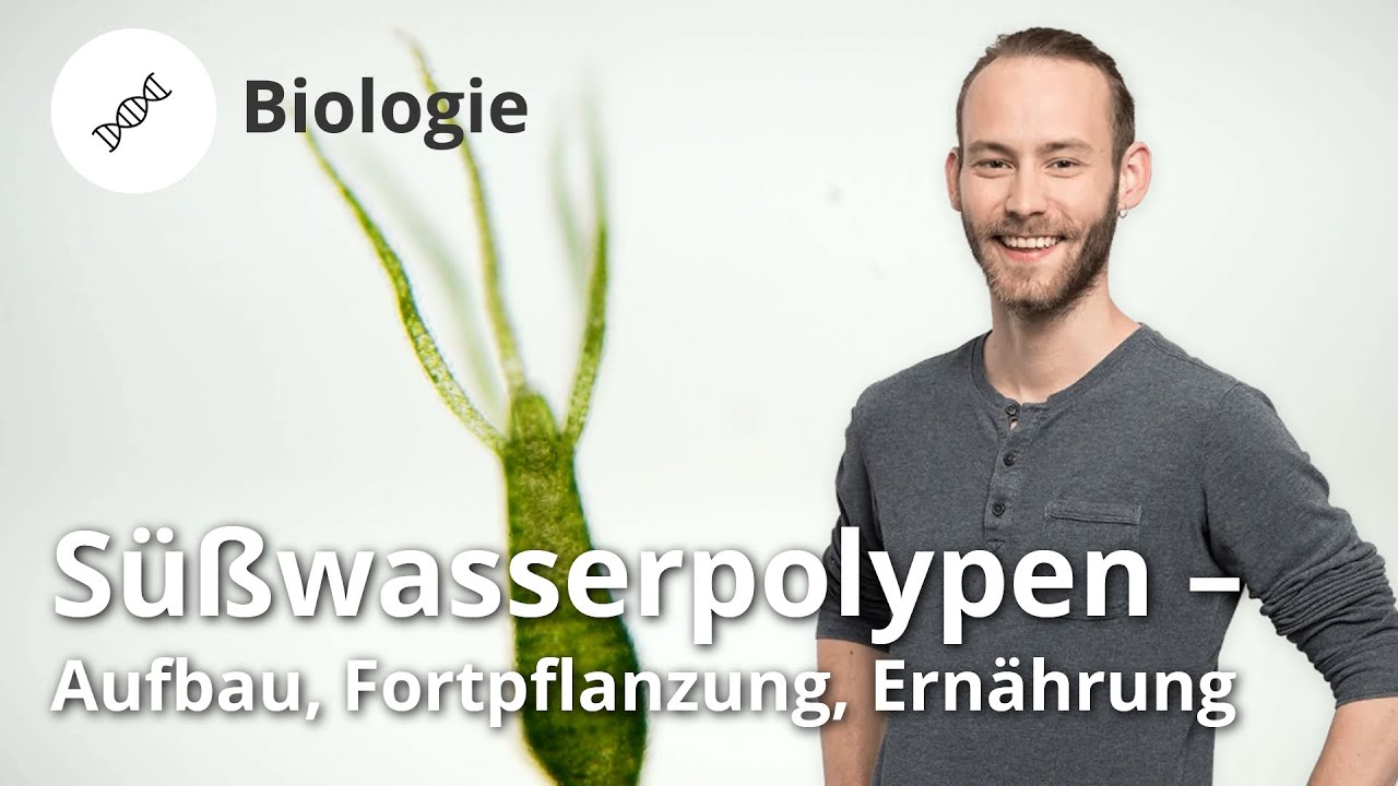 Süßwasserpolypen: Aufbau, Fortpflanzung, Ernährung – Biologie | Duden Learnattack