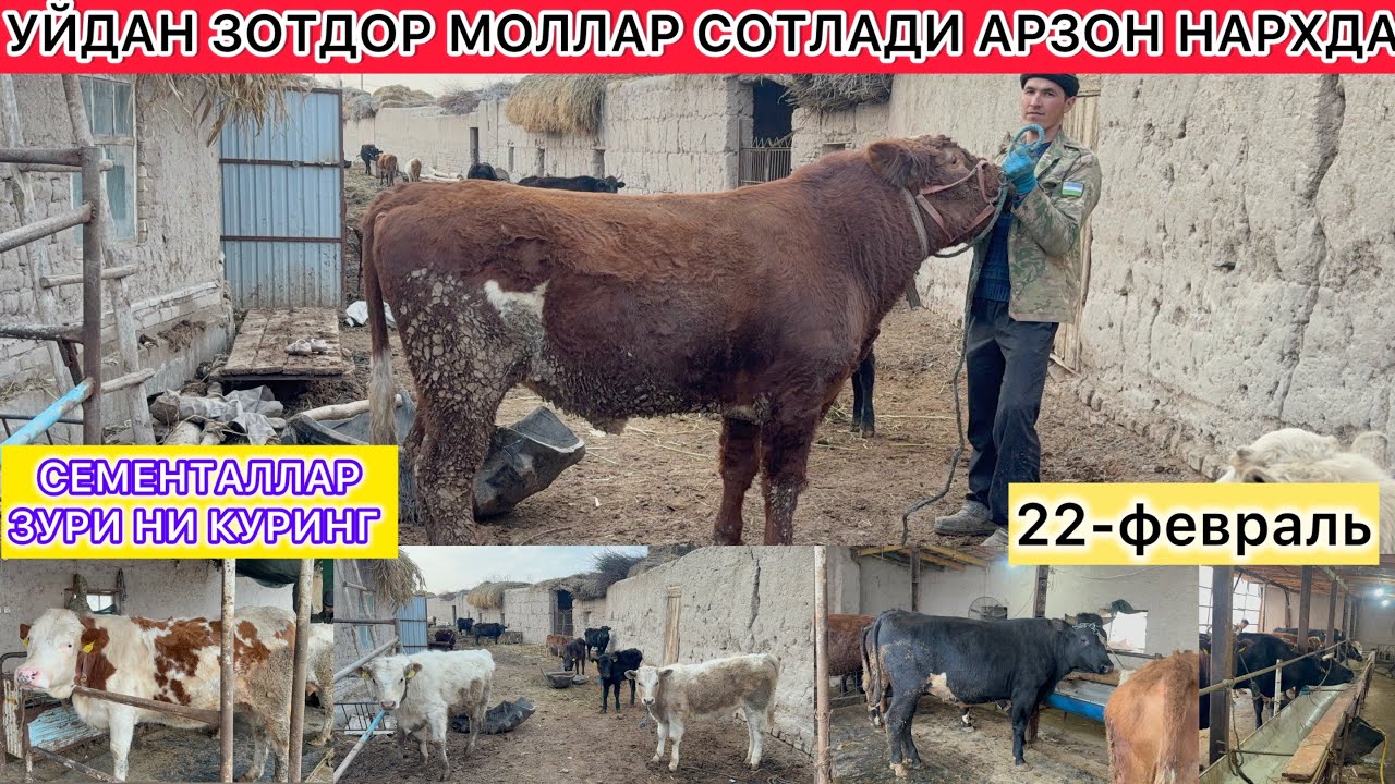 УЙДАН ЗОТДОР МОЛЛАР СОТЛАДИ АРЗОН НАРХДА  СЕМЕНТАЛЛАР ЗУРИ НИ КУРИНГ 22-февраль 2026 г.