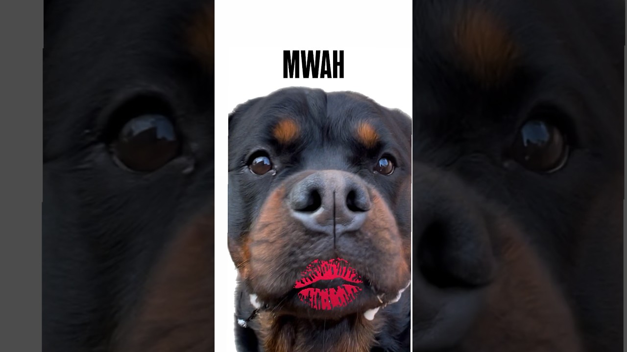 Come closer, I'll brighten your day #dog #rotties #rottweilerlovers