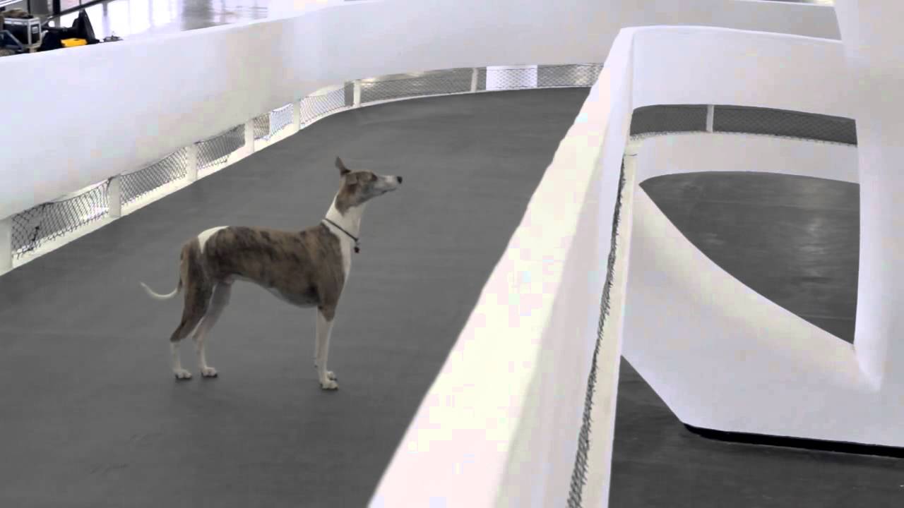 #31bienal (Teaser) Como farejar coisas que não existem