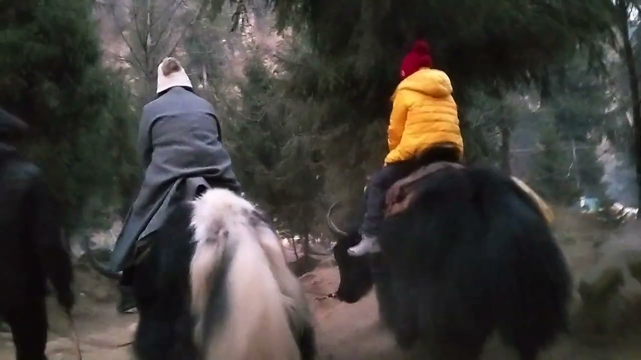 Yak ride in Solang valley | January 2926.