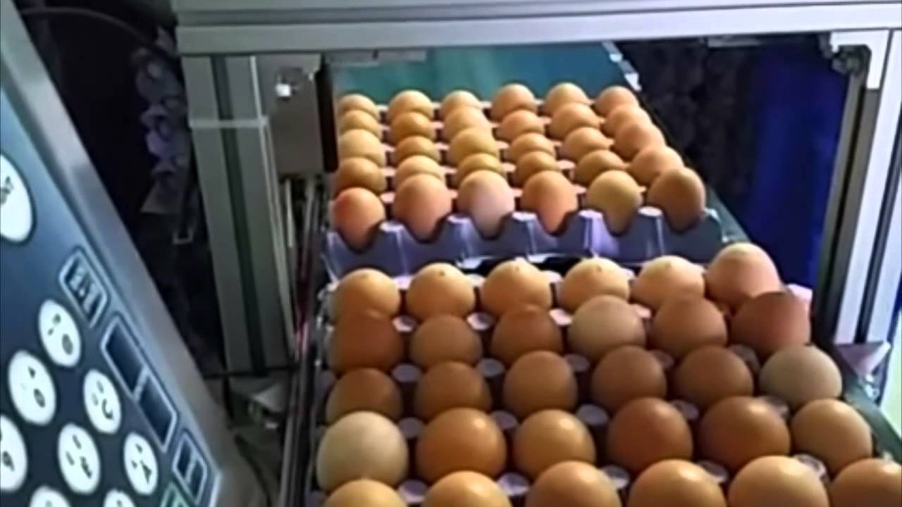 ZANASI Z3000 | Impresión sobre huevos microcarácter