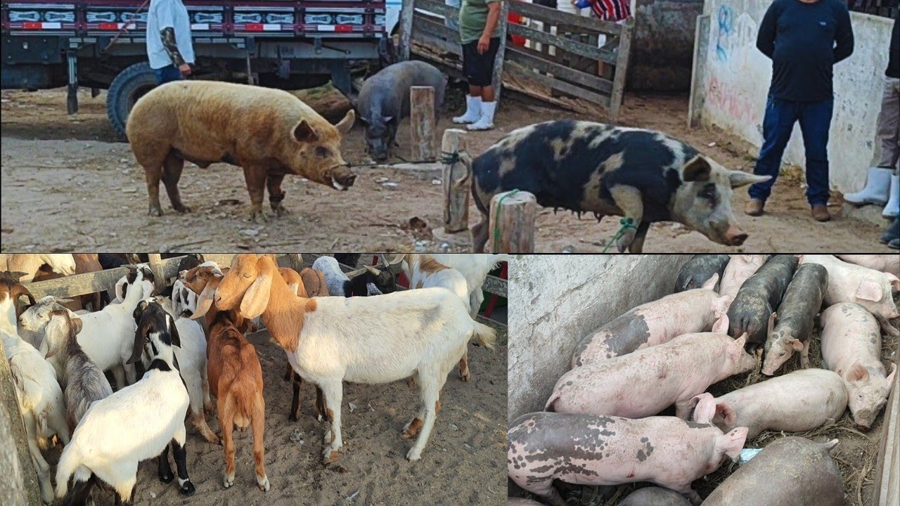Feira de porco de Capoeiras-PE 30/01/26