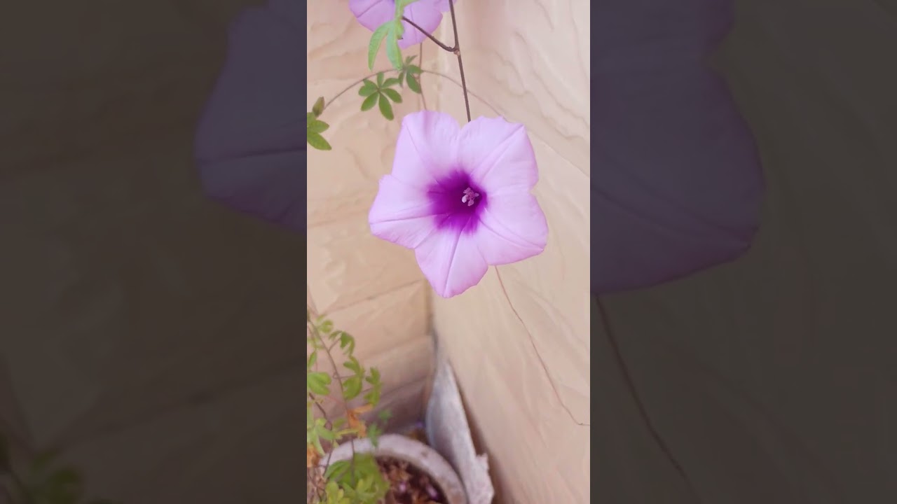 Japanese Morning Glory Flower 🌺🌻🌹🌷Beautiful Indoor Flower