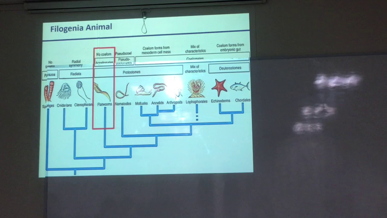 Zoología Filogenia animal