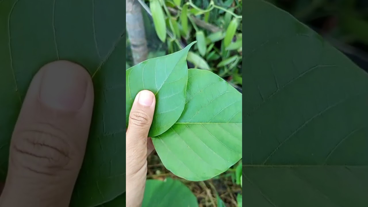 TANPA MODAL ..Menanam Vanili untuk pemula dengan budget pas Pasan coba cara ini saja... 