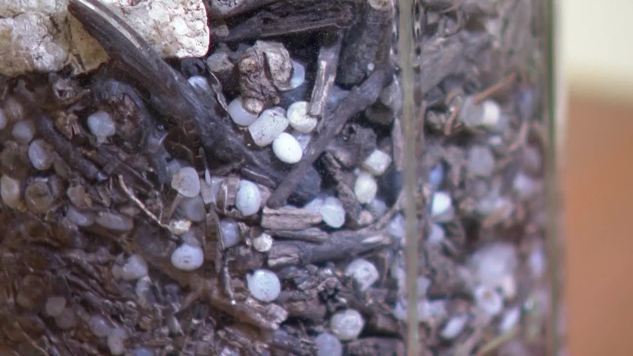 Colorado plastic pellet bill clears first hurdle, heads to full Senate
