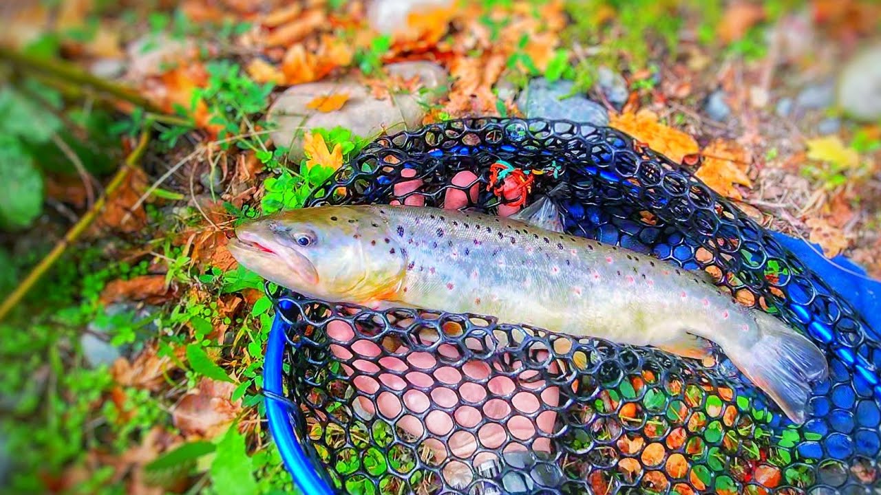 Осторожно форель . Рыбалка перед нерестом. Ручьевая форель жестоко атакует .Рыбалка!