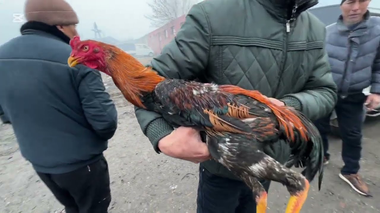 ПАРВОЗЛАР УЧУН МАХСУС ВИДЕО НАМАНГАН ЖАМАШУЙ ДАКАНЛАР ТОВУКЛАР ТОМОШАГА НАРХЛАРИ БИЛАН 