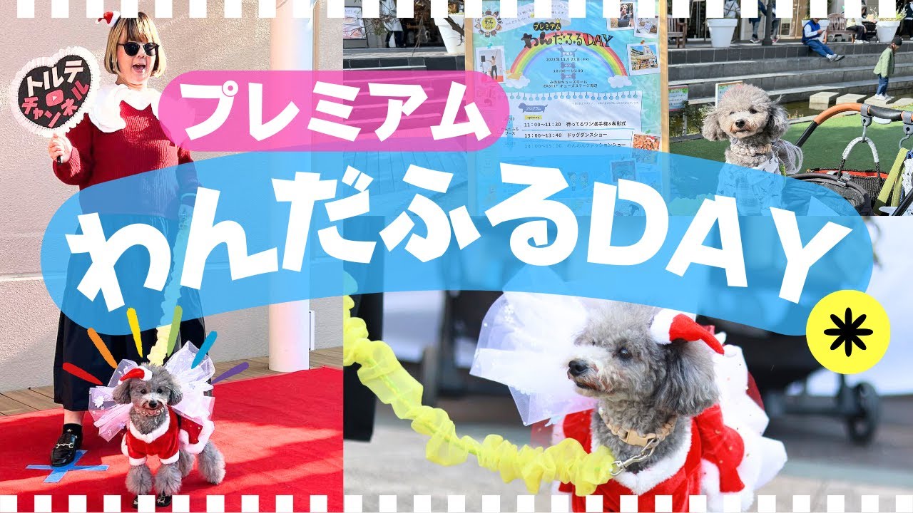 【プレミアムわんだふるDAY】わんわんファッションショーで愛犬がまさかのW🐶in箕面キューズモール【犬イベント】