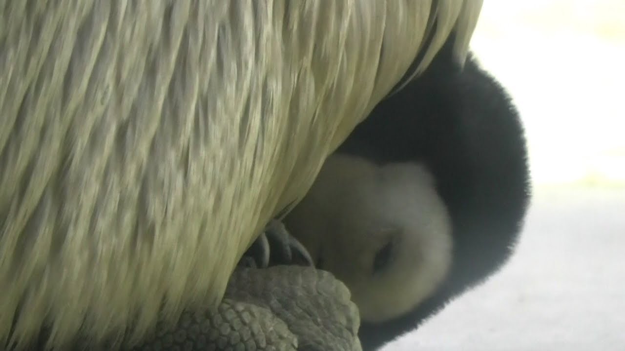 皇帝ペンギンの赤ちゃん親元に帰る　お疲れBABY