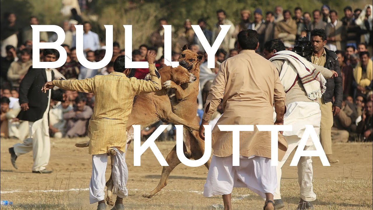 The Fighting Dogs of Pakistan