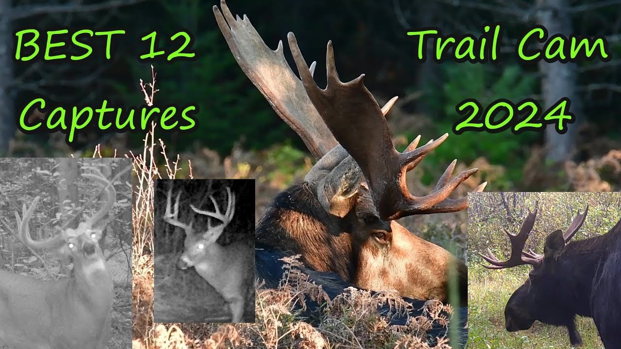 BEST 12 Trail Cam Captures of 2024 That You MUST See | Ottawa, Ontario Canada