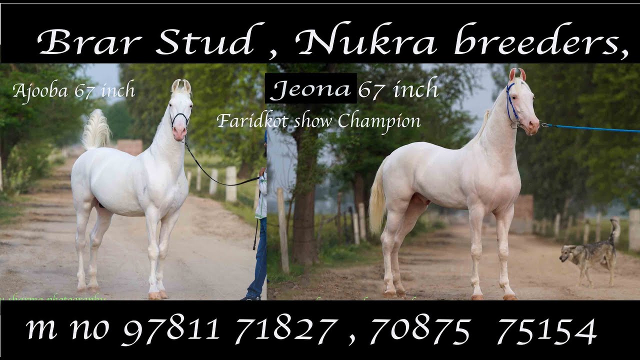 Nukra horse Brar stud farm Breeder of Champion Nukra horses