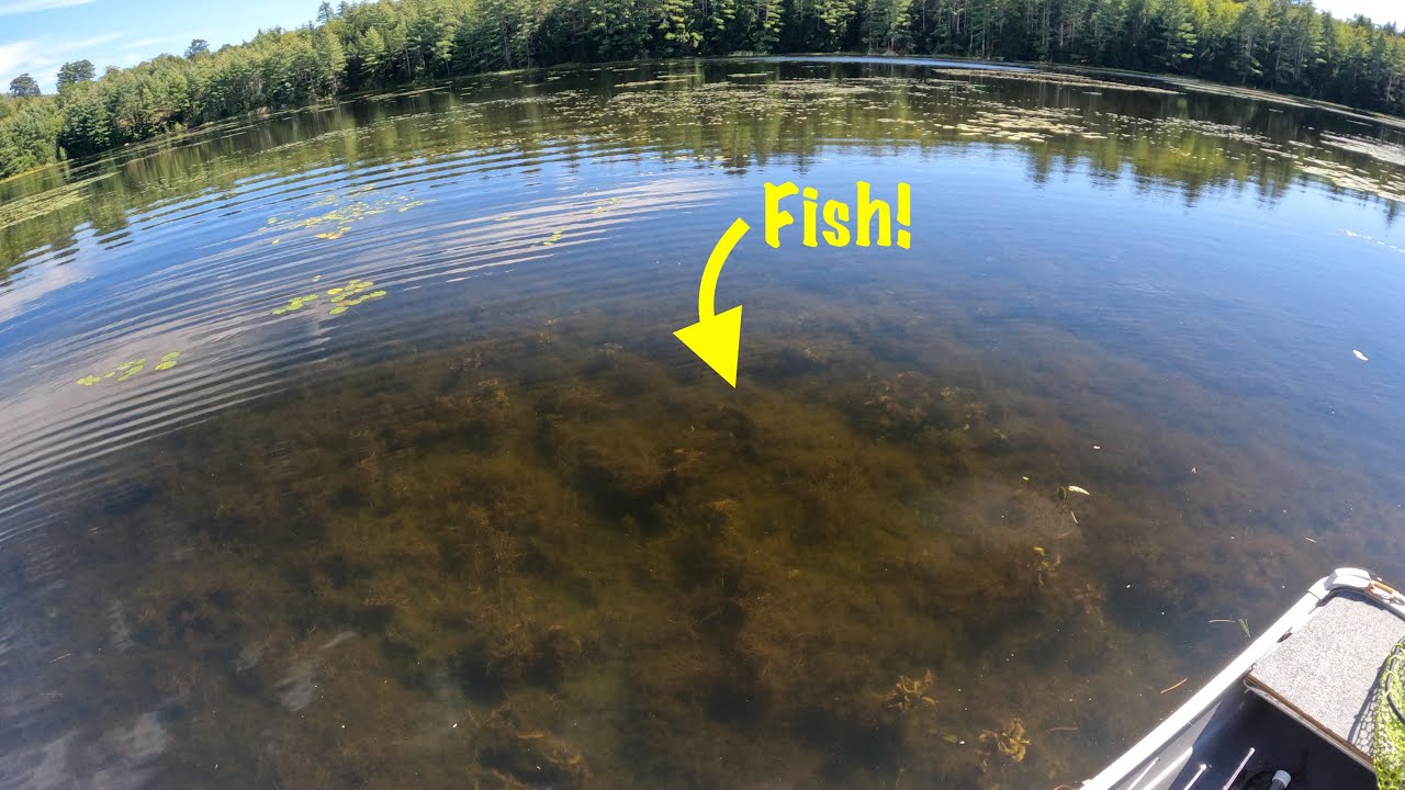 How to Fish a Weed Bowl for Pond Bass (*Crystal Clear Water*)