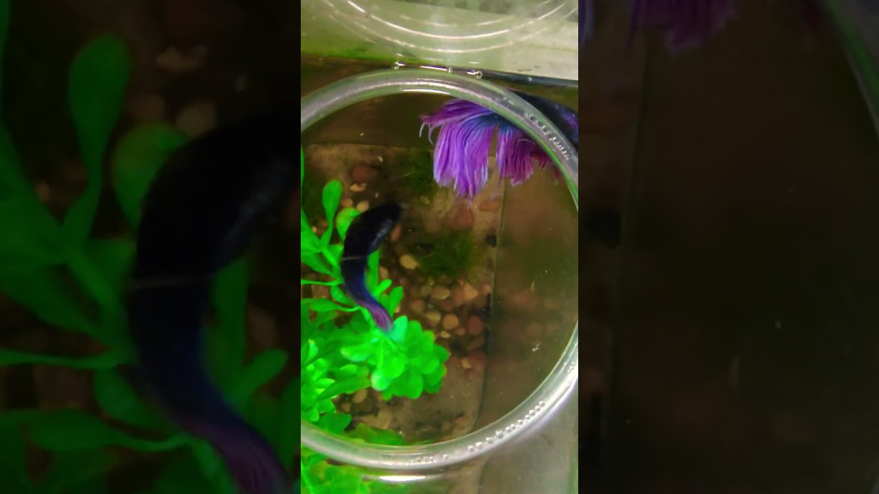 #fishaquarium #bettafish #bettabreeding #betta #fishkeeping #bettabreeder #bettabreedingtank