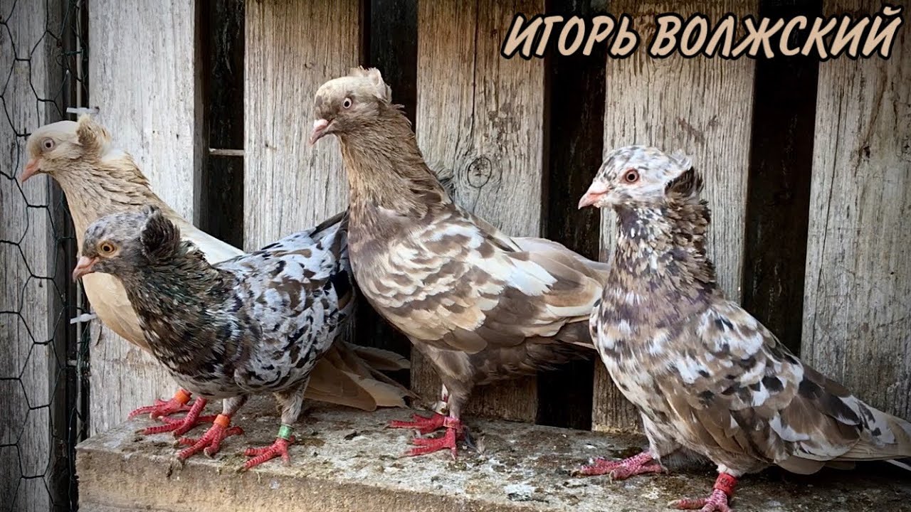 Мои бакинские голуби. Обзор