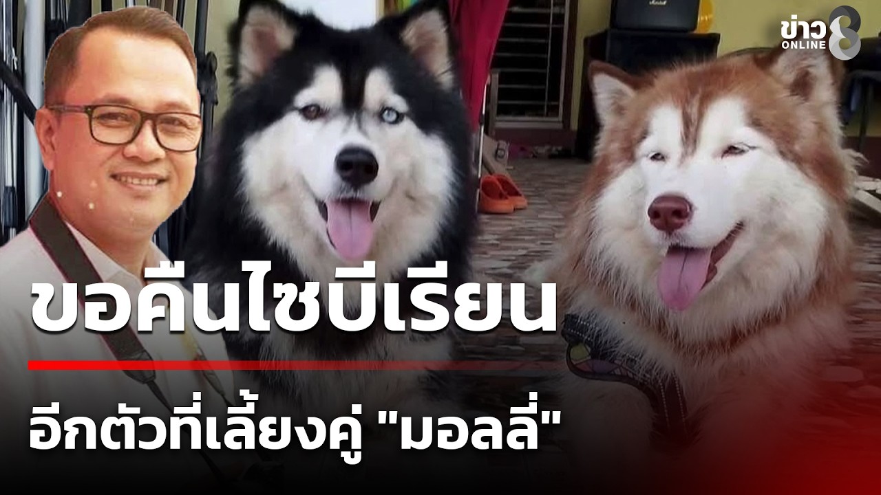 เจ้าของเดิมขอคืนไซบีเรียน อีกตัวที่เลี้ยงคู่ 