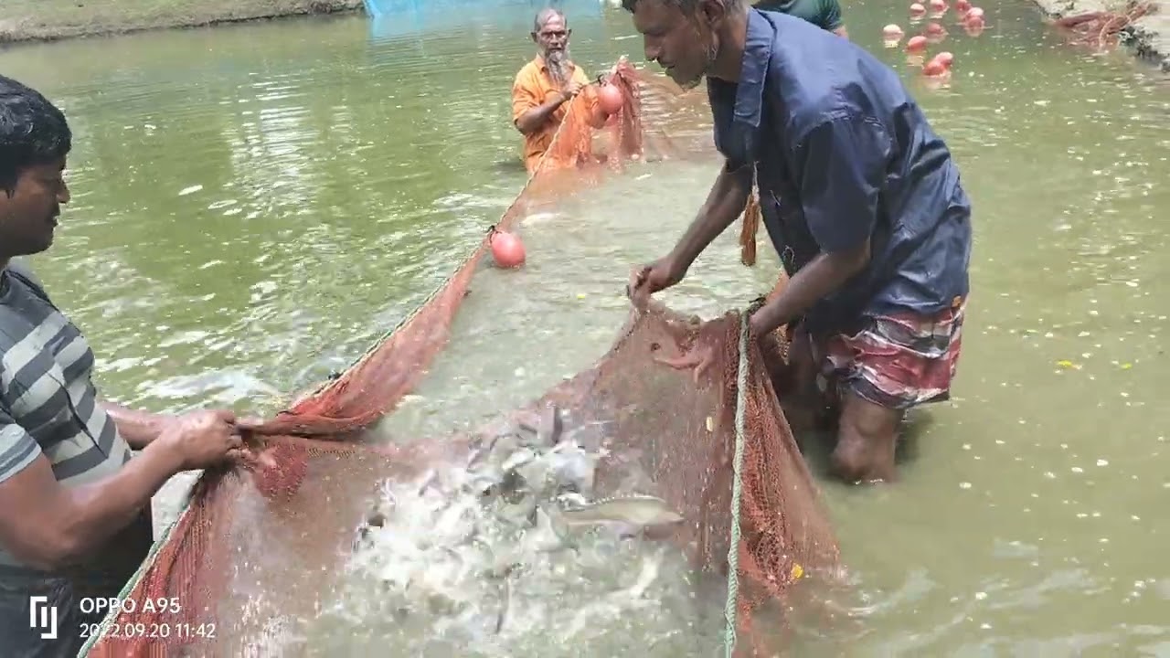 ভেটকি মাছ চাষের বাস্তব সফলতার চিত্র।দেশের সবচেয়ে লাভজনক মাছ চাষ ভেটকি চিতল ও লোনা টেংরা 01978523766