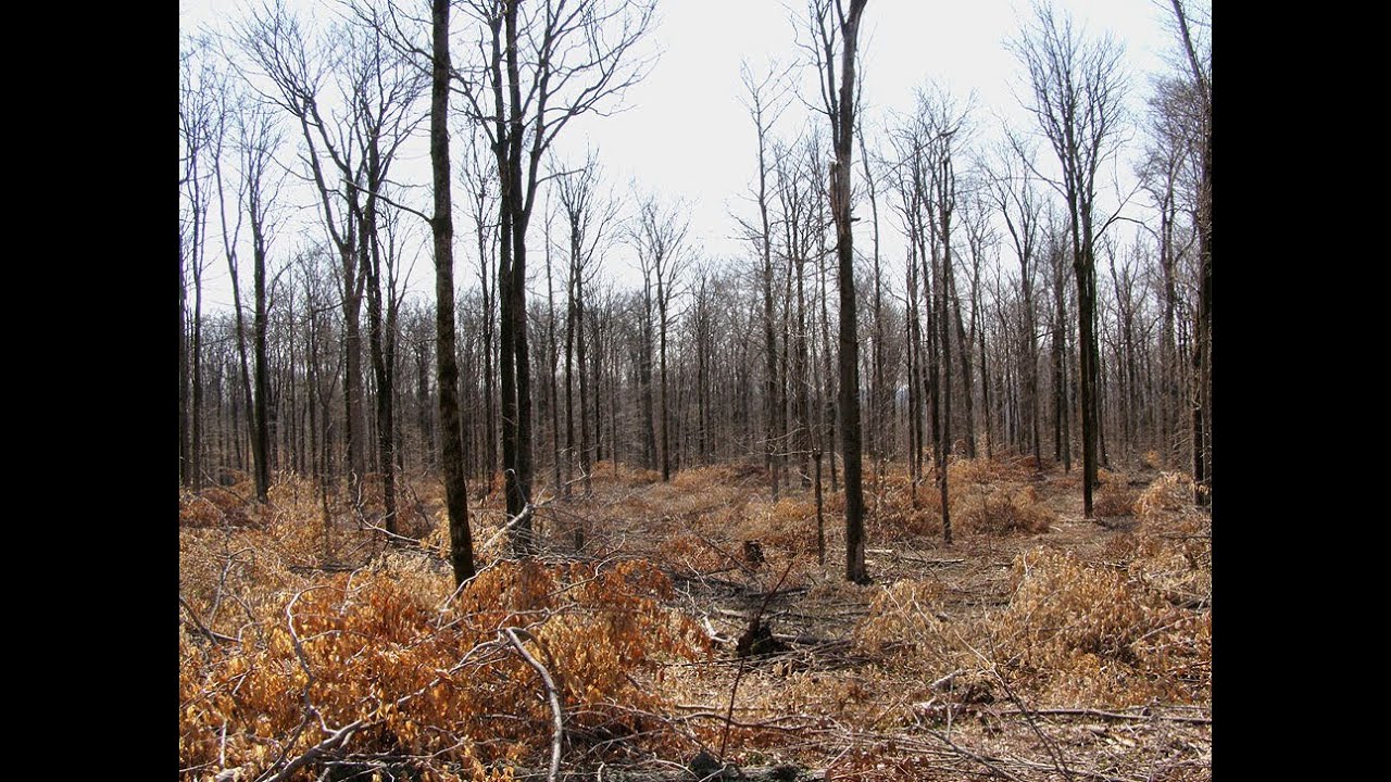 Rehabilitating Disturbed Forests