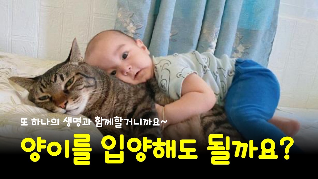고양이를 들이기 전에 이런 건 꼭 한번 생각해 봤으면 해요 [오이 누나]