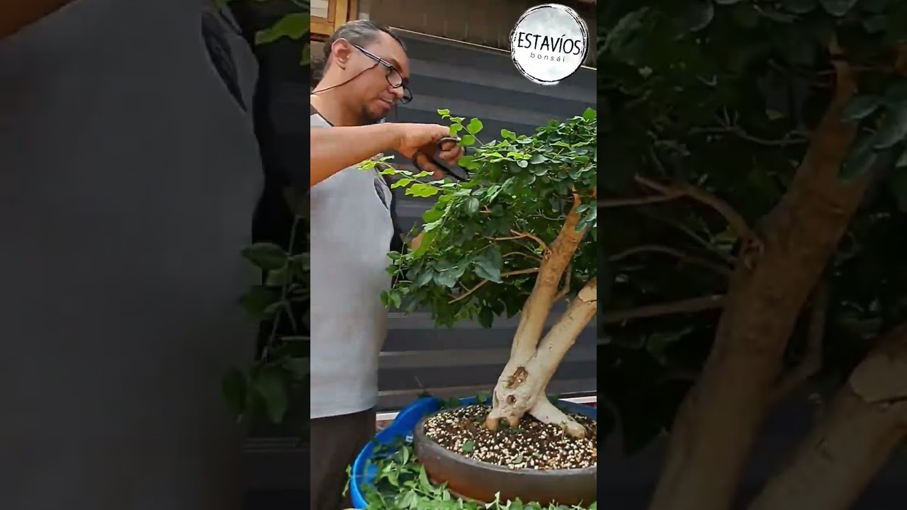 Poda de mantenimiento Ligustrum. #bonsai #bonsaitree #art #arte #nature #guatemala #bonsaigt