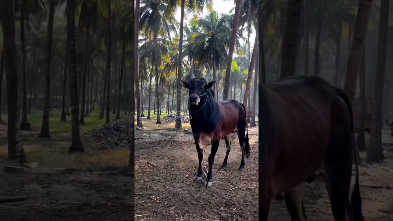 Vaa muthu🔥🔥 Kangeyam Kalai #விவசாயி #jallikattu #bull #tamilan #village #trending #shorts #viral