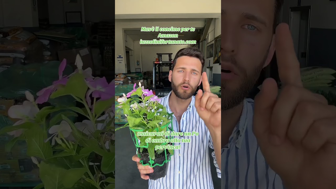 Pervinca: pianta promessi sposi!