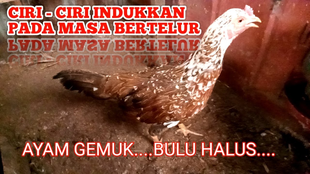 CIRI - CIRI INDUKKAN AYAM PADA MASA BERTELUR TERNAK SKALA RUMAHAN