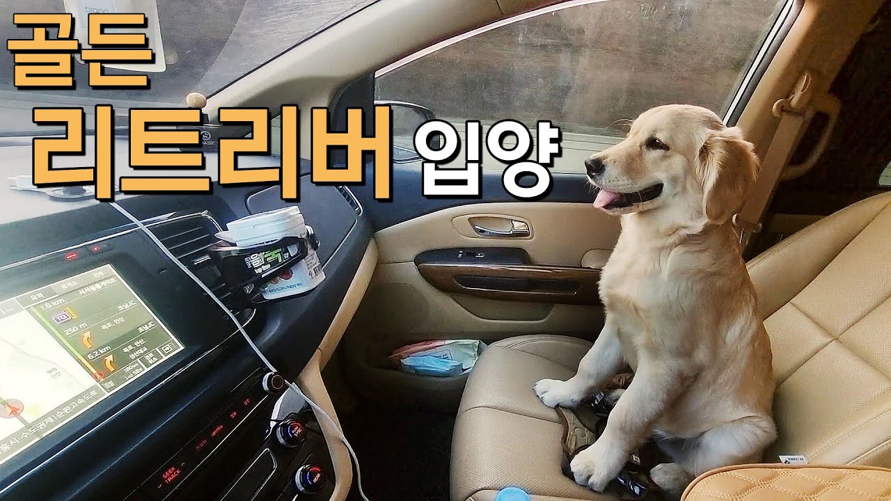 골든 리트리버 입양 하는 날 _ 첫 만남 I 크리스마스 강아지 선물