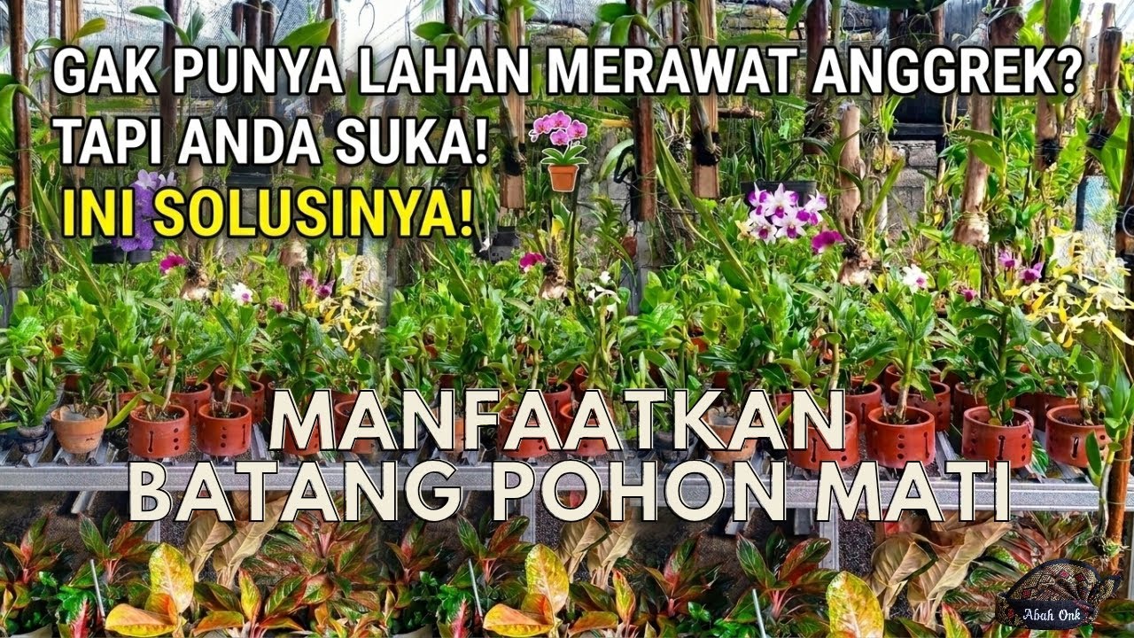 SOLUSI TAK PUNYA LAHAN MERAWAT ANGGREK ❗Abah Onk