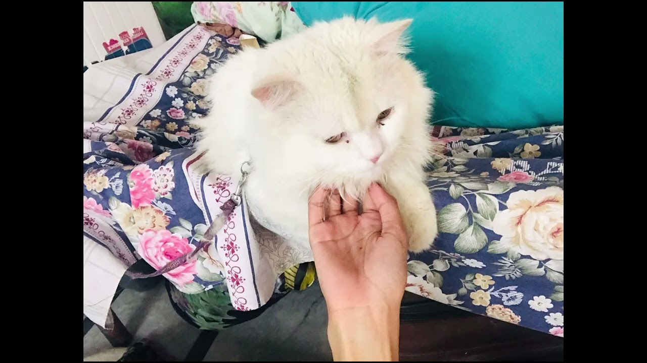 Meet our cute furry family|Meet Our Adorable Cat Family: Introducing Fluffy, Whiskers, and Mittens!