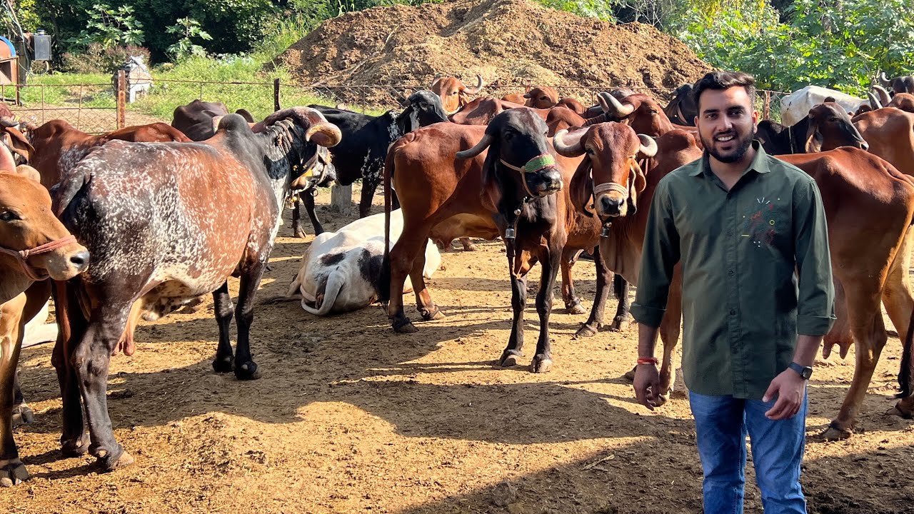 गिर गायो का शानदार डेयरी फ़ार्म | Farmers Choice Gir Cow Dairy Farm | The Indian Dairy @FarmerChoice