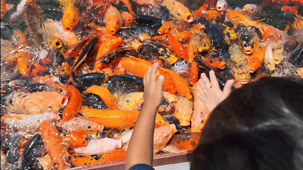 Sendang Lawu Karanganyar Banyak Ikan | 2026