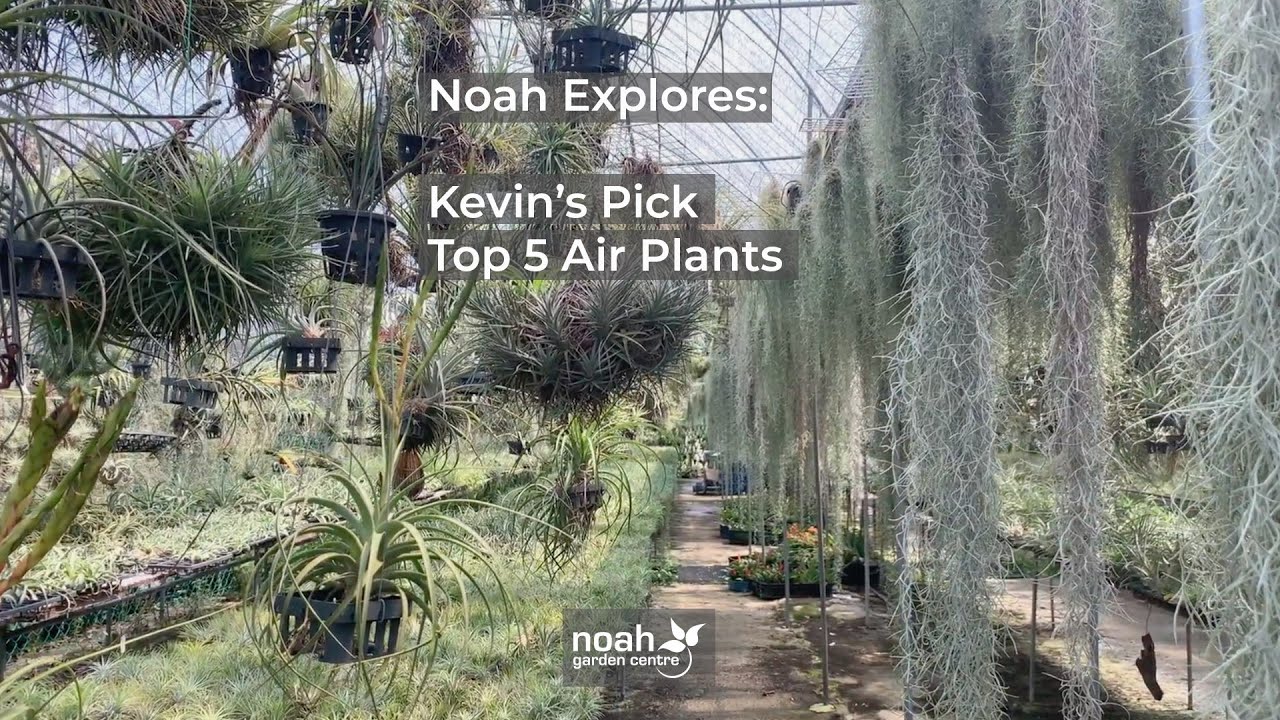 Kevin’s Pick: Top 5 Air Plants